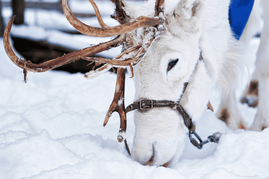 reindeer farm lapland